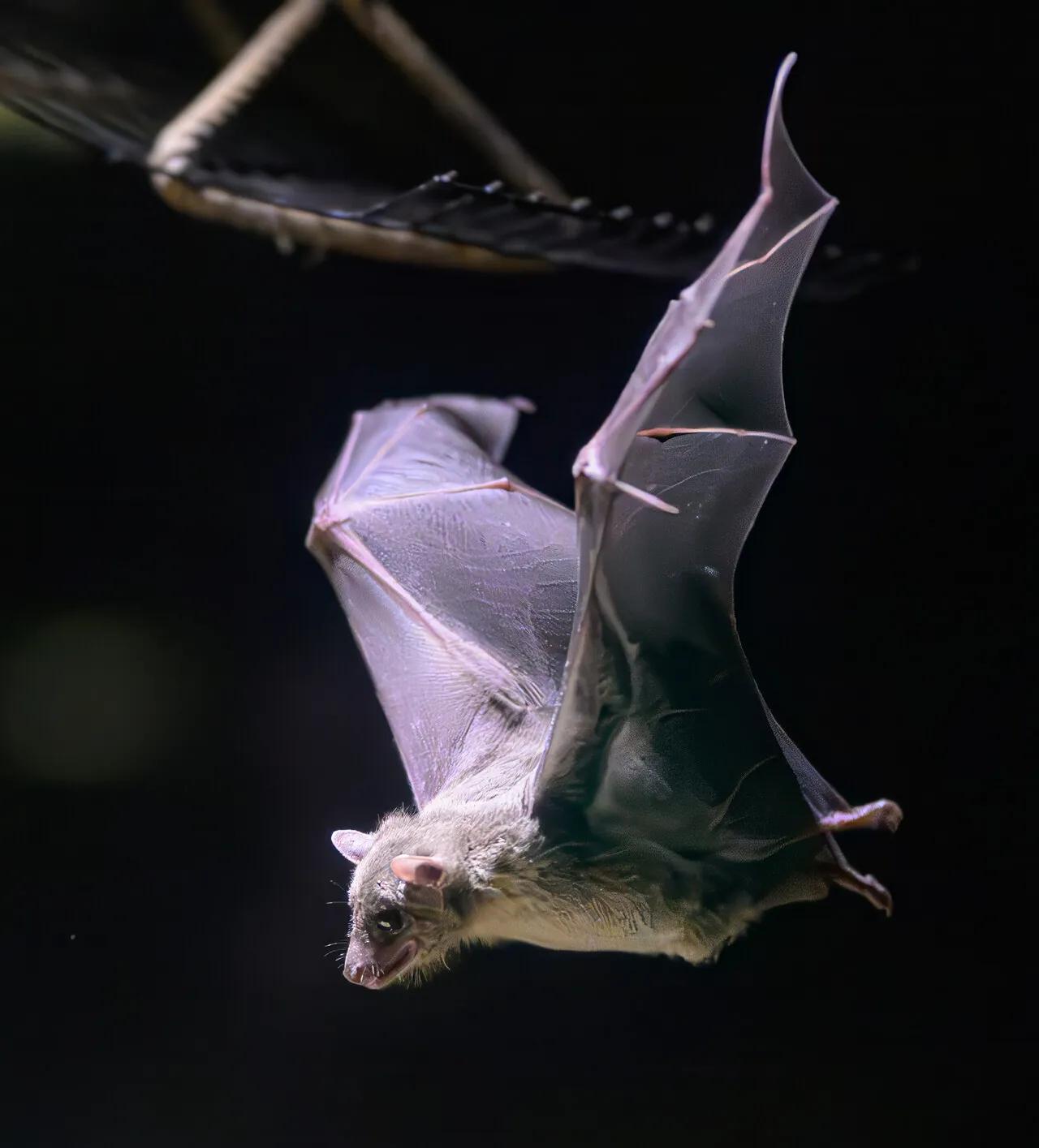 コウモリ「夜の翼」