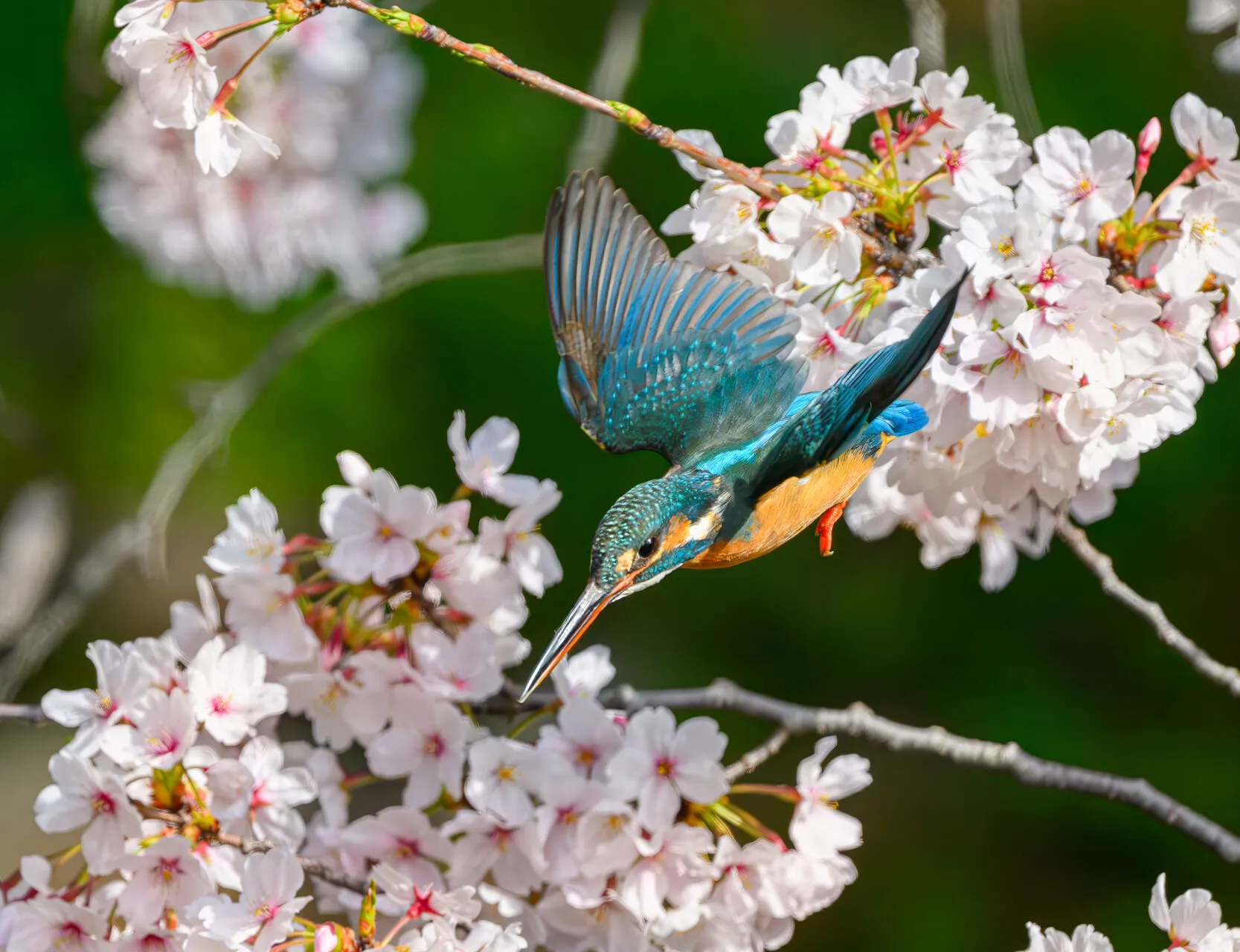 カワセミ「桜とカワセミ」